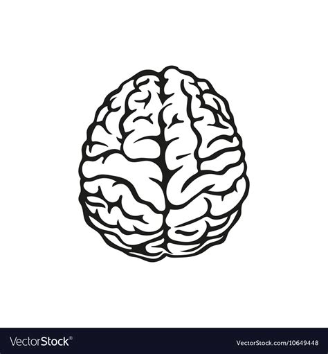 Outline of human brain Royalty Free Vector Image