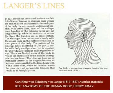 Langer's Lines | Hair Transplant Learning Center Wolf Medical