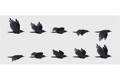 Crow fly sequence. Black flying raven silhouette, black bird