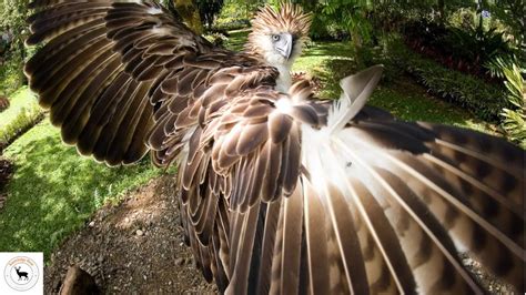 Philippine Eagle - The Bird Of Prey That Reigns Supreme - YouTube