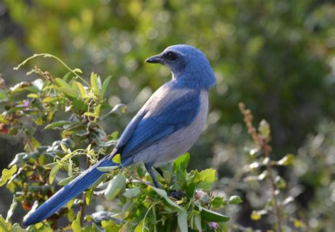 Florida’s Award Winning Parks Lead Jay Habitat Restoration | Audubon Florida