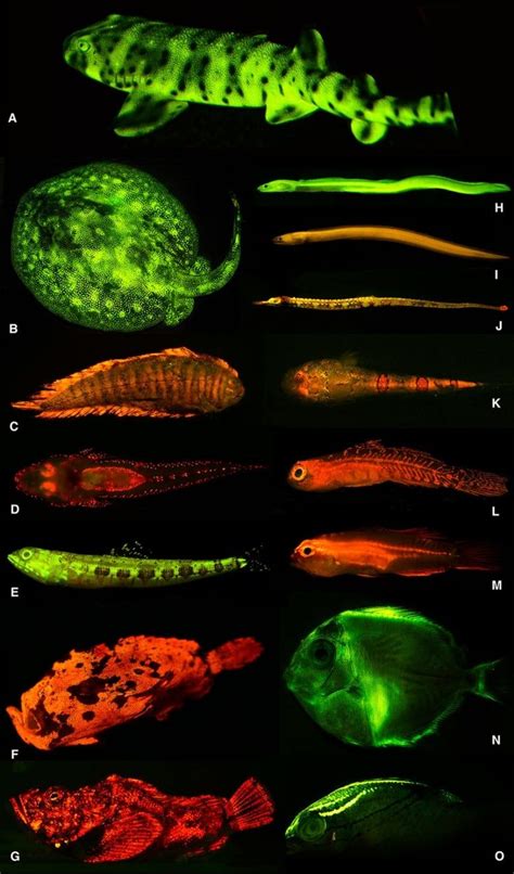 Thar she glows: Biofluorescent fish light up underwater | CBC News | Bioluminescence, Glow fish ...