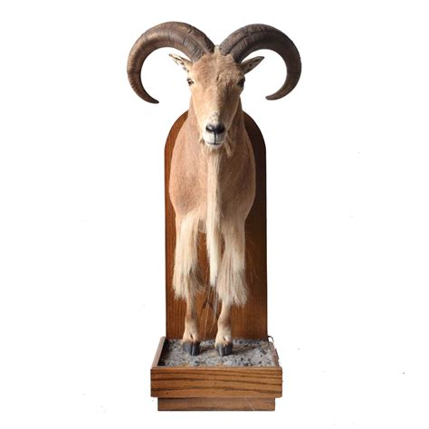 Barbary Sheep (Aoudad) - Taxidermy Mounts for Sale and Taxidermy Trophies for Sale!