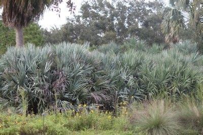 Saw Palmetto Plant Care: How To Grow Silver Saw Palmetto Plants | Plants, Palmetto tree ...