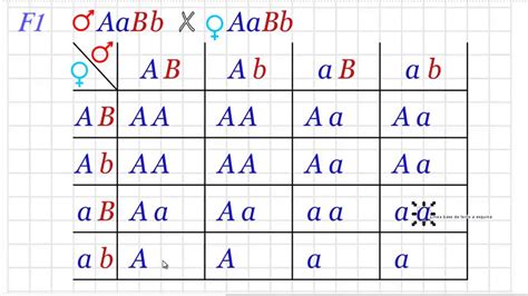 F1 para obtener F2 en el cruce mendeliano dihibrido por cuadro de Punnett - YouTube