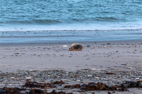 Seal Gray Helgoland - Free photo on Pixabay