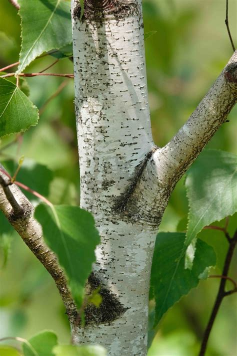 Gray Birch Tree – 6/9/20 – Sharon Friends of Conservation