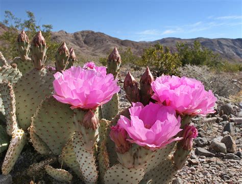 Opuntia Basilaris Guide How to Grow & Care for the "Beavertail Cactus"