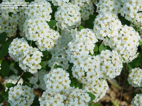 PlantFiles Pictures: Spiraea Species, Bridal Wreath Spiraea (Spiraea prunifolia) by Gabrielle