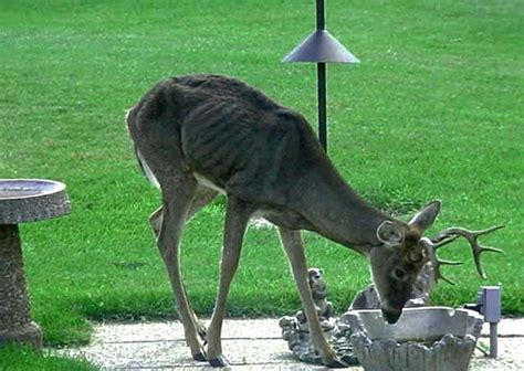 慢性消耗病：鹿をゾンビに変える病気 - 動物