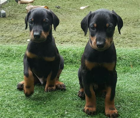 Doberman Pinscher Puppies For Sale | Newark, NJ #219309