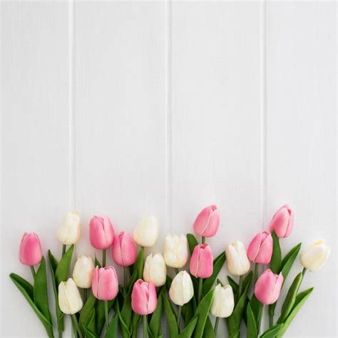 Free Photo | Beautiful tulips white and pink on white wooden background ...