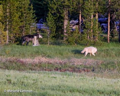 Yellowstone Wolf: Tracking the Packs