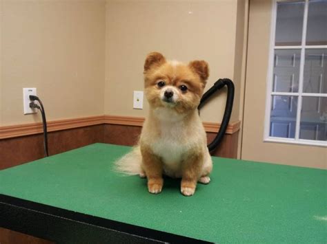 1000+ images about Pomeranian haircut on Pinterest | Summer haircuts ...