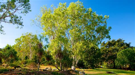 George Brown Darwin Botanic Gardens Pictures: View Photos & Images of ...