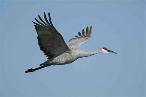 Free picture: sandhill crane bird (Antigone canadensis), flying