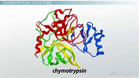 Chymotrypsin Overview, Mechanism & Structure - Video & Lesson ...