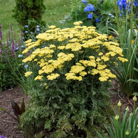 Yarrow Plants – Growing Yarrow Flowers | Garden Design