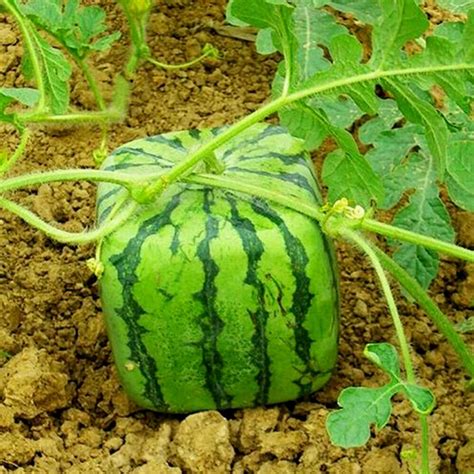 How to Grow a Square Watermelon - Price €0.95