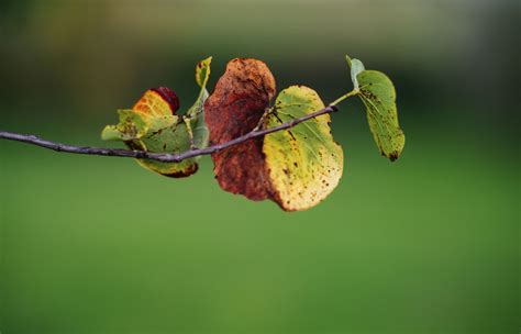 Pear Tree Leaf Diseases - Infoupdate.org