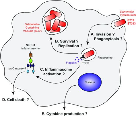 Life Cycle Of Salmonella