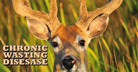 Chronic Wasting Disease - I Love Veterinary - Blog for Veterinarians ...