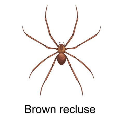 Brown Recluse Spiders • Gecko Pest Control