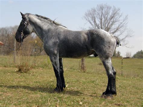 Percherons of Color | Horses, Percheron horses, Beautiful horses