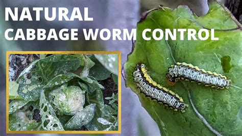 Control CABBAGE WORM/LOOPER damage naturally with Dipel dust - YouTube