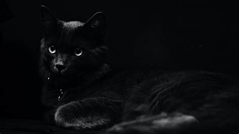 Dark Black Cat 4K 5K HD Wallpapers | HD Wallpapers | ID #32356