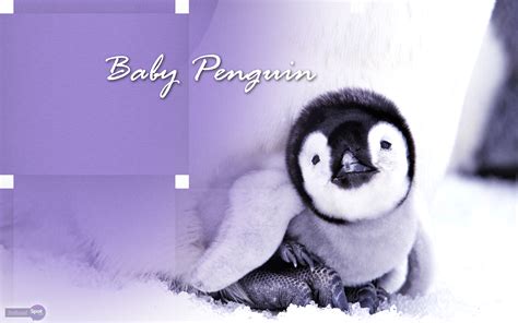 Baby Penguin Wallpaper - WallpaperSafari