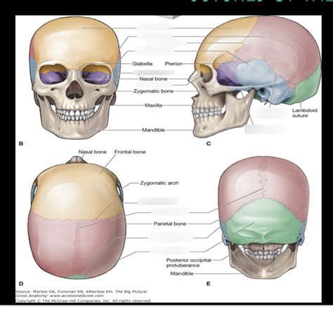 Sutures of the Skull + Cranial bones Diagram | Quizlet