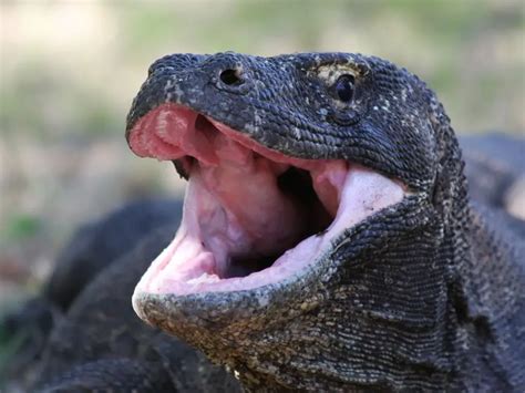 Are Komodo Dragons Venomous - Can a Komodo Dragon kill a human - Zooologist