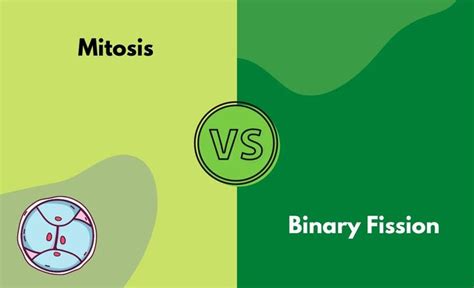 Mitosis vs. Binary Fission - What's The Difference (With Table) | Diffzy | Mitosis, Binary ...