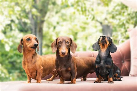 11 Best Dachshund Breeders In Michigan To Trust