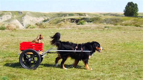 Bernese Mountain Dog cart pulling in Drumheller - YouTube