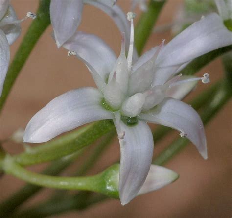 Crassula ovata (Crassulaceae) image 10420 at PlantSystematics.org