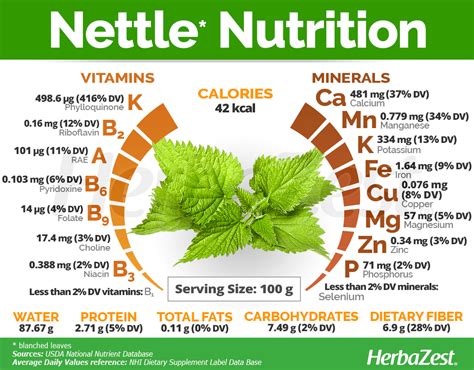 Nettle | HerbaZest