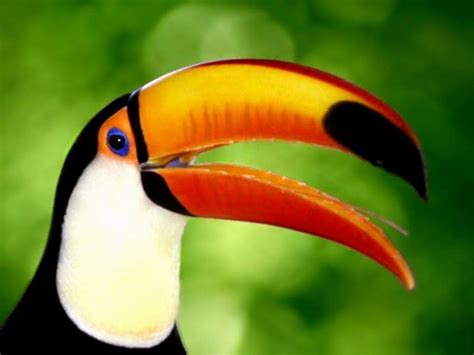 Amazon Rainforest Toucan | RAINFOREST ANIMAL