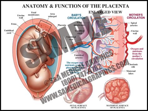 Anatomy of the Placenta - S&A Medical Graphics