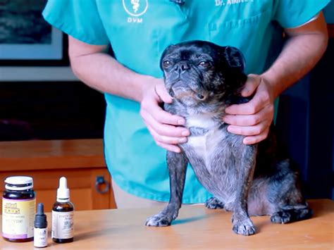 Heart Failure in Dogs: 3 NEW Holistic Treatments | Foundation for ...