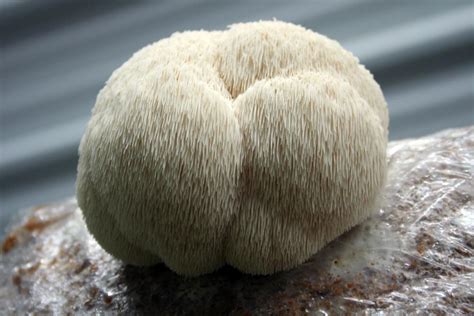 What is Lion's Mane Mushroom? Dosage and Review | SDFC