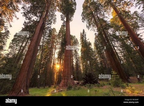 Giant Sequoia Trees Stock Photo - Alamy