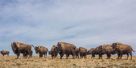 Restoring the Buffalo Herds to the Land of Yellowstone