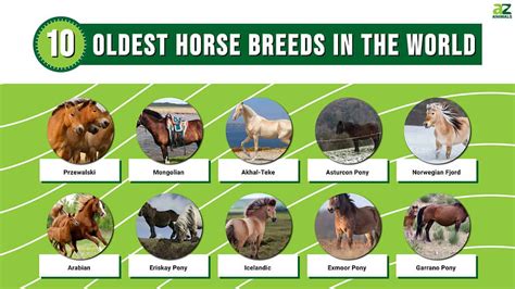 Discover the 10 Oldest Horse Breeds in the World - A-Z Animals