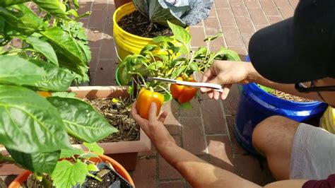 Fresh bell pepper harvest - YouTube