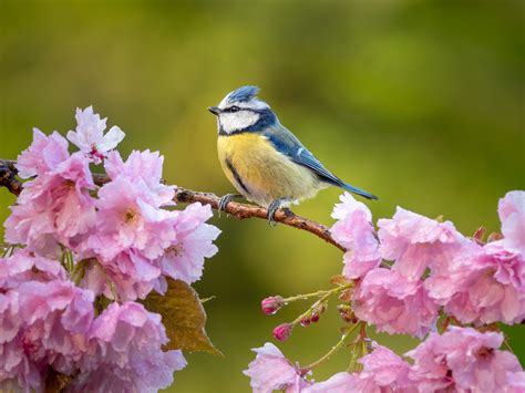 Photographer David Travis Setup His Backyard To Shoot Birds In A ...