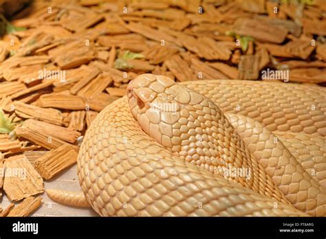 Snake in the terrarium - Albino indian cobra Stock Photo - Alamy