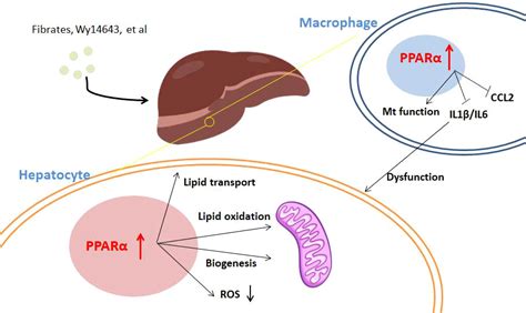 Frontiers | PPARα: An emerging target of metabolic syndrome, neurodegenerative and ...