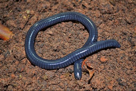 Caecilian | San Diego Zoo Animals & Plants